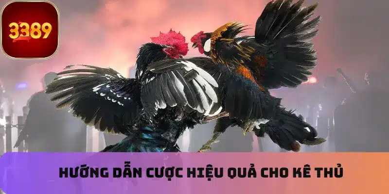 Đá gà kịch tính cùng chiến kê